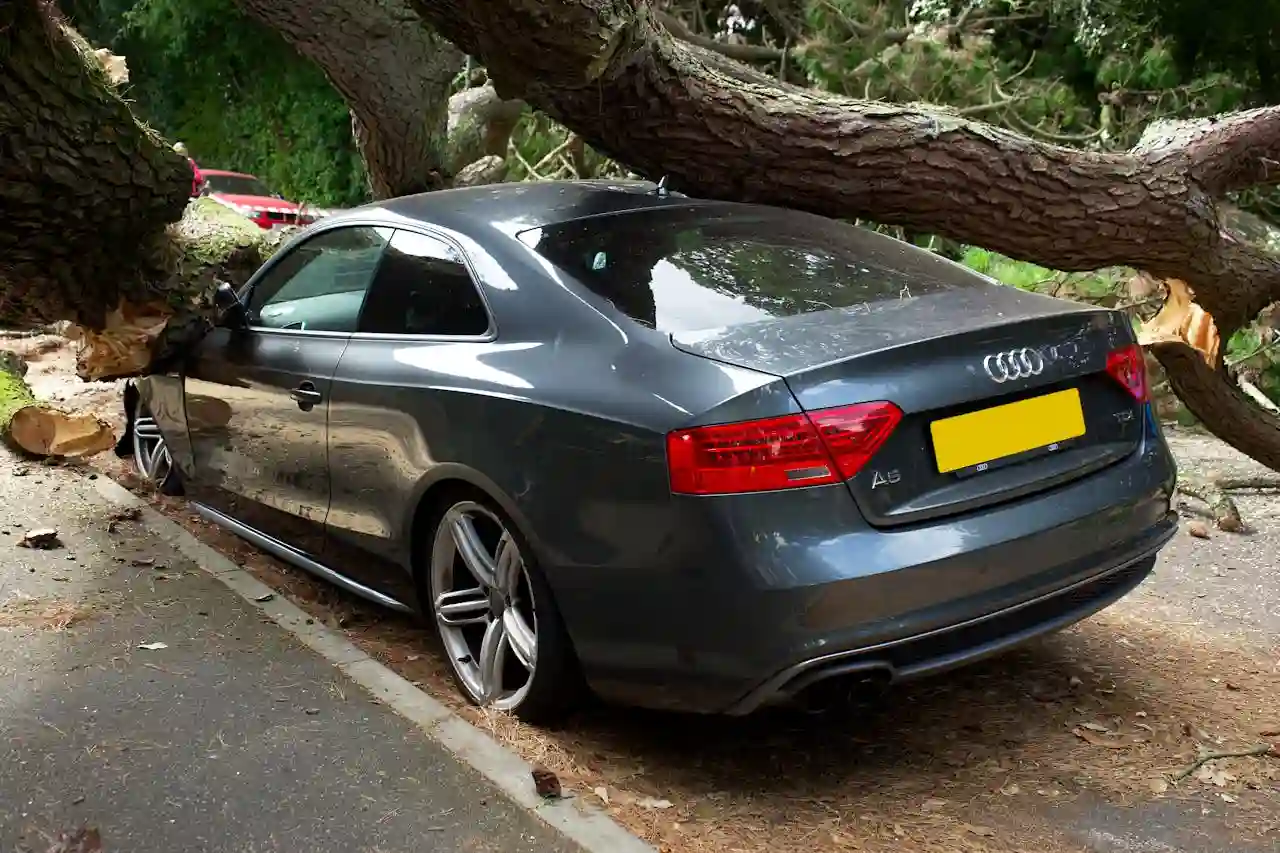Car with fallen tree — insurance claim